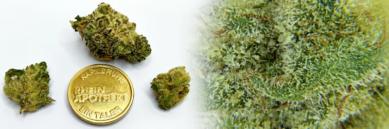 Electric Honeydew – Diesel - Kiefer - Melone