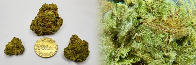 Kush Mints – Beere - Früchte - Süß