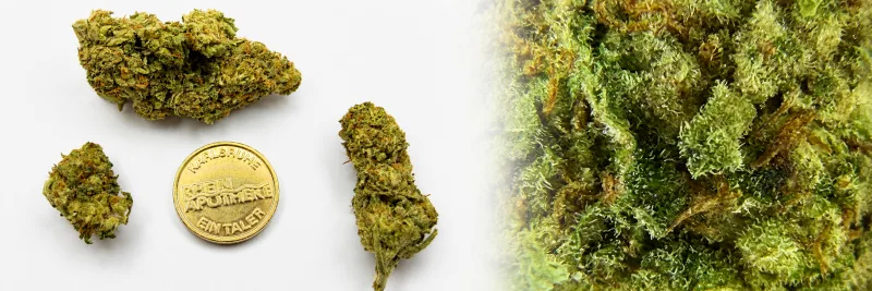 Strawberry OG – Süß - Früchte - Citrus