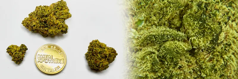 Candy Pavé – Erde - Diesel - Citrus