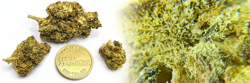 Platinum Pavé – Diesel - Süß - Früchte