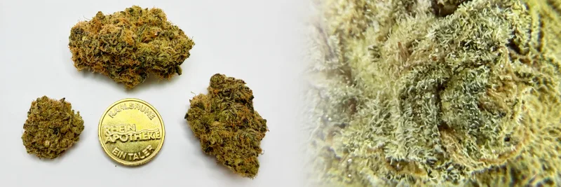 GMO X Gush Mints – Diesel - Minze - Süß