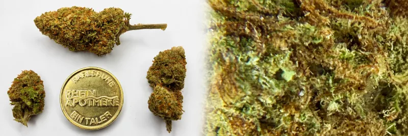 Token Thai Kush – Tropical - Kiefer - Zitrone