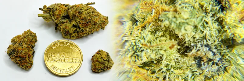 Red Rozay – Blumen - Früchte - Diesel