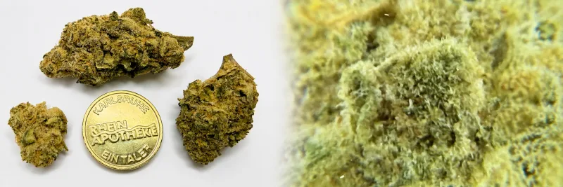 Purple Churro – Weinrebe - Diesel - Beere