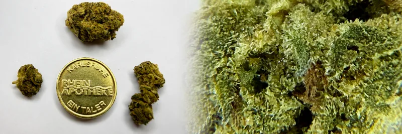OG Kush – Citrus - Kiefer - Erde