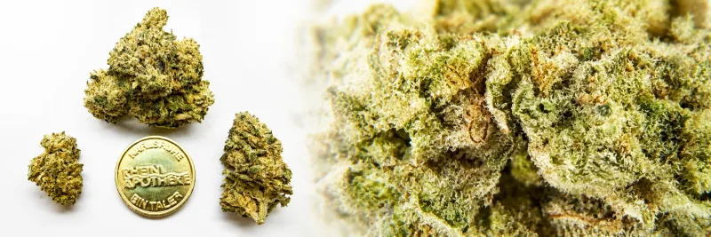 Animal Cookies x Sinmint Cookies – Süß - Minze - Teig
