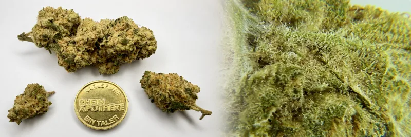Jet Fuel Gelato – Diesel - Milch - Citrus
