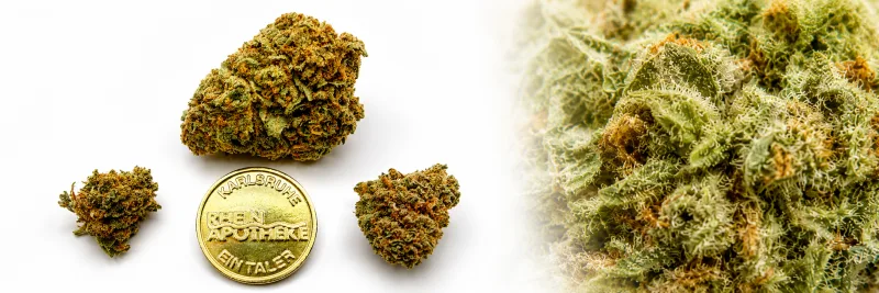 White Widow – Kiefer - Erde - Holzig