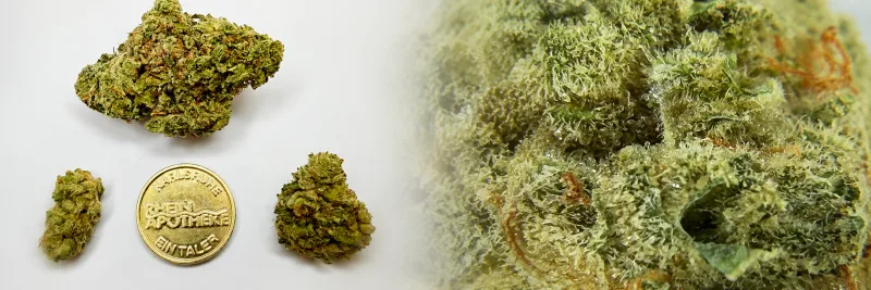 Gorilla Glue – Würzig - Kiefer - Erde