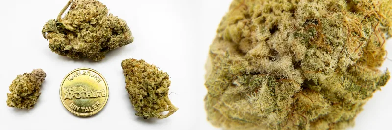 Alien Starfighter – Zitrone - Diesel - Würzig