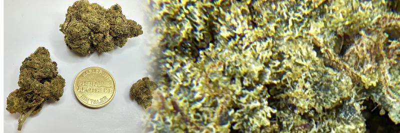 Lemon Cookies – Citrus - Süß - Kräuter