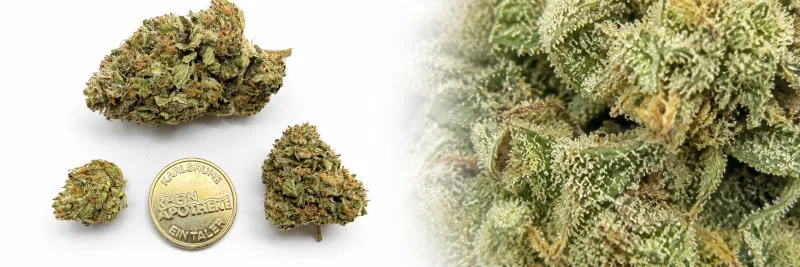 Pink Kush – Pfeffer - Diesel - Erde