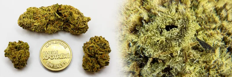 Northern Mendo Lights – Würzig - Diesel - Erde