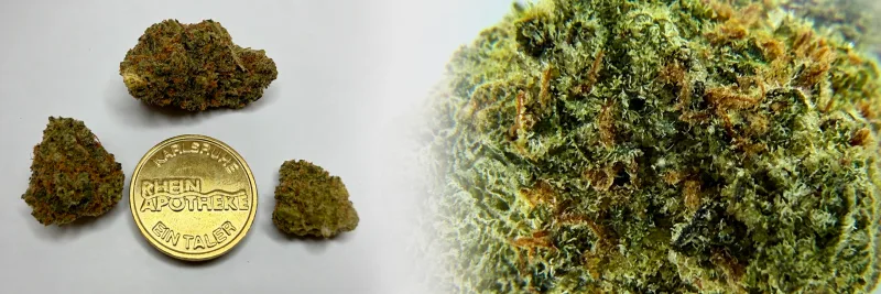 Cinderella Kush – Erde - Zitrone - Würzig