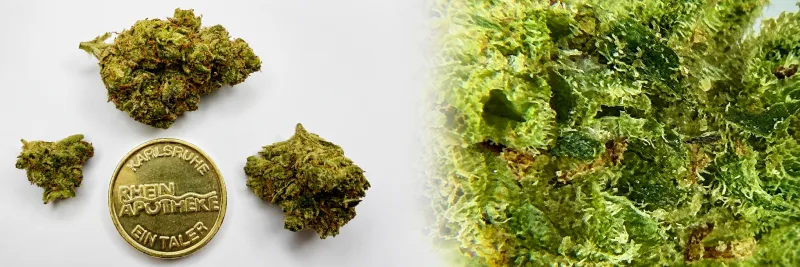 Afghan Kush – Holzig - Würzig - Teer