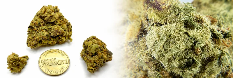 Apricot Gelato x Gelato #1 x Legend Orange Apricot