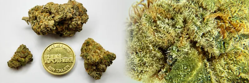 Gelatti Kush Mints – Pfirsich - Cremig - Citrus