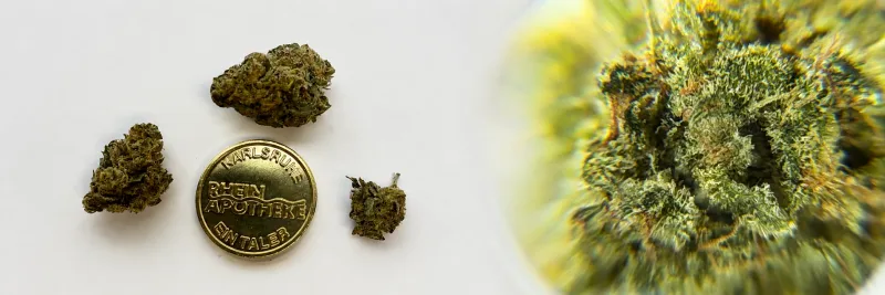 White Widow – Kiefer - Erde - Holzig