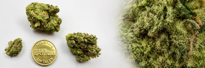 Jungle Fumes – Diesel - Tropical - Würzig