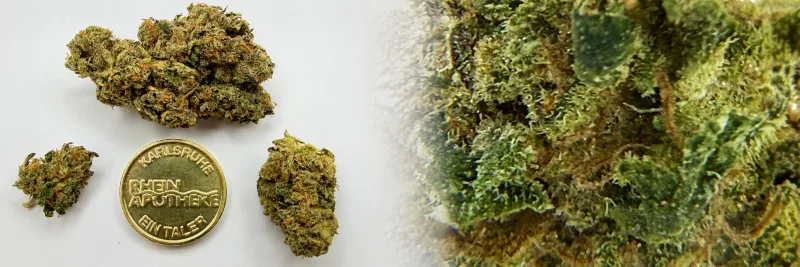 Indica – Tropical - Candy - Süß
