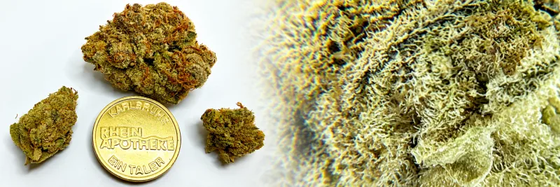 Melon Candy – Melone - Süß - Zitrone