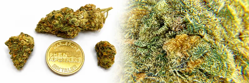 Hindu Kush – Holzig - Erde - Würzig