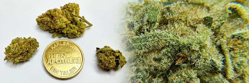 FACADE #2 – Menthol - Kräuter - Diesel