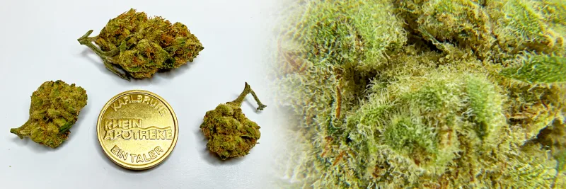 Pienana – Pinie - Diesel - Blaubeere