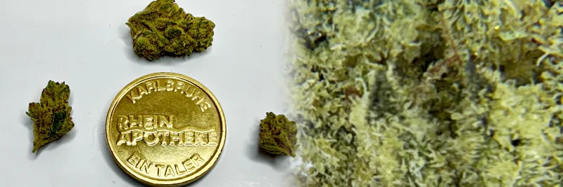 Guava Bomba #1 – Beere - Traube - Diesel