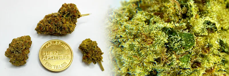 Glitter Bomb – Süß - Gebäcknoten - Candy