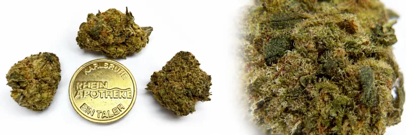Purple Rain-Duke – Würzig - Erde - Citrus