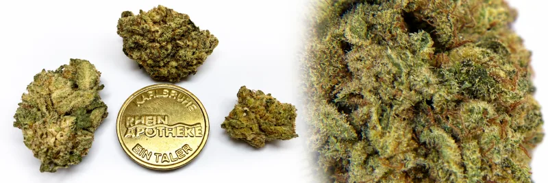Kebab Kush – Erde - Würzig - Süß